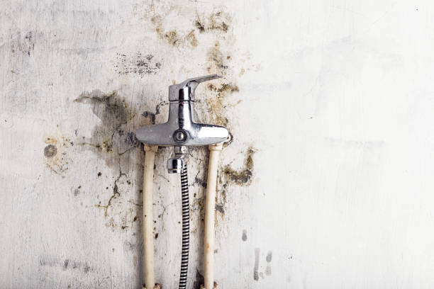 Reliable Waverly, TN Mold Removal Solutions