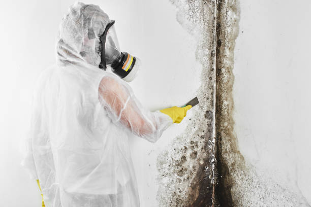 Best Certified Mold Removal  in Waverly, TN