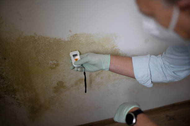 Best Commercial Mold Removal  in Waverly, TN