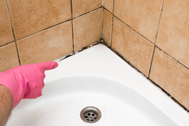 Best Home Mold Removal  in Waverly, TN