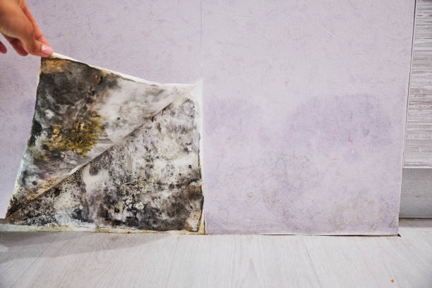Best Office Mold Removal Services  in Waverly, TN